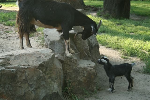 jednodniowe koziątko z mamą